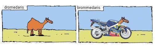 d-brommedaris