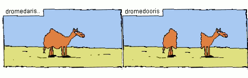 d-dromedooris