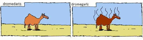 d-dromegaris
