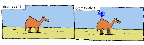 d-dromewalvis